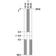 3SE5242-0PC05